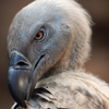 THE_VULTURE